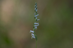 Spiranthes praecox