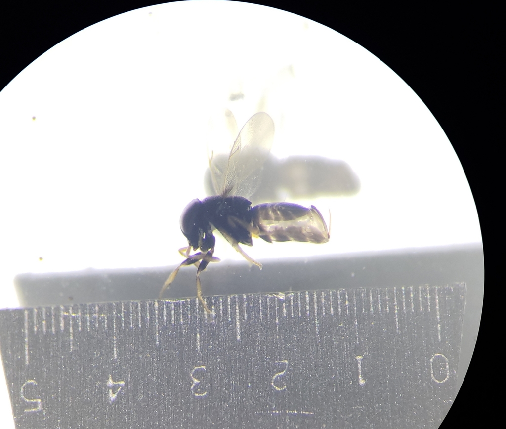 Paratetracnemoidea