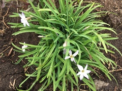 Ipheion uniflorum