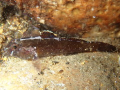 Gobius ater