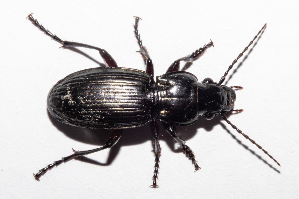 Megadromus curtulus