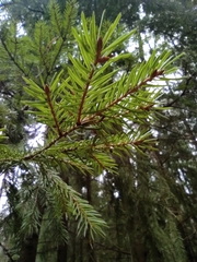 Picea abies