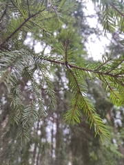 Picea abies