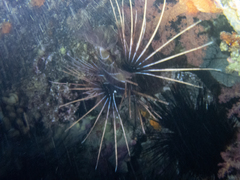 Pterois cincta