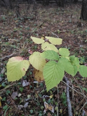 Rubus idaeus