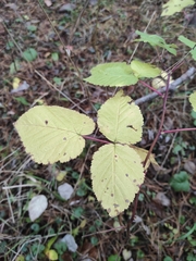 Rubus idaeus