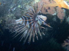 Pterois cincta