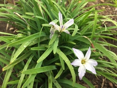 Ipheion uniflorum