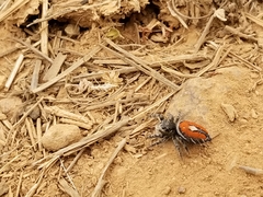 Phidippus insignarius