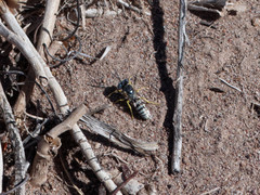 Microbembex patagonica