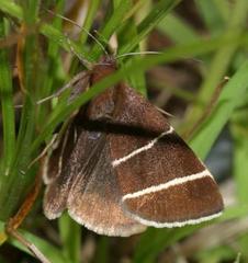 Argyrostrotis quadrifilaris