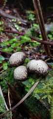 Lycoperdon compactum