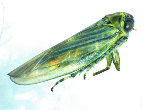 Macrosteles bifurcatus