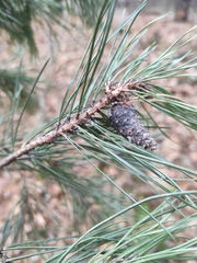 Pinus sylvestris