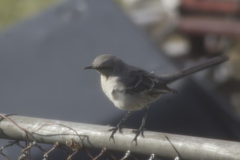 Mimus polyglottos polyglottos