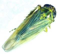 Macrosteles bifurcatus