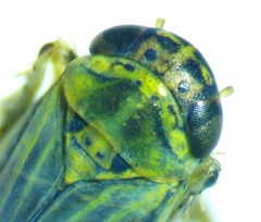 Macrosteles bifurcatus