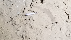 Typhlichthys subterraneus