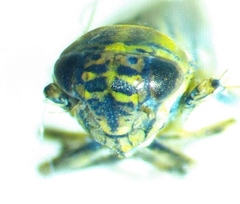Macrosteles bifurcatus