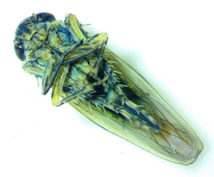 Macrosteles bifurcatus