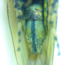 Macrosteles bifurcatus