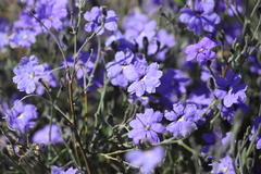 Dampiera oligophylla