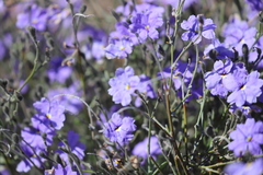 Dampiera oligophylla