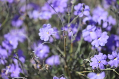 Dampiera oligophylla