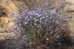 Dampiera oligophylla