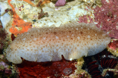 Dendrodoris elongata