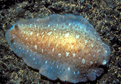 Dendrodoris elongata