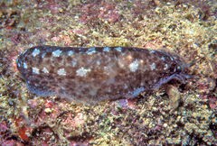 Dendrodoris elongata
