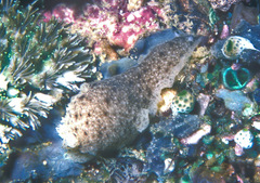 Dendrodoris elongata