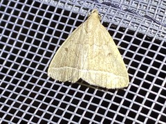 Zanclognatha marcidilinea