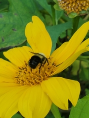 Bombus impatiens image