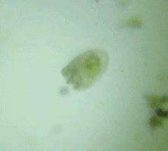 Oligostraca