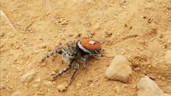 Phidippus insignarius