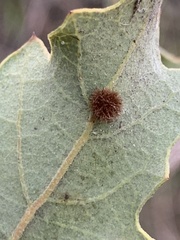 Atrusca trimaculosa
