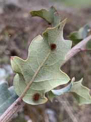 Atrusca trimaculosa