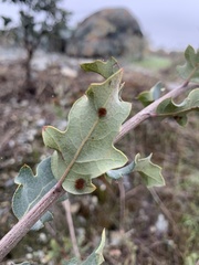 Atrusca trimaculosa