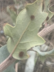 Atrusca trimaculosa
