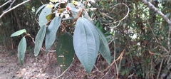 Miconia dodecandra