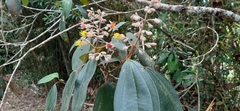 Miconia dodecandra