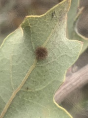 Atrusca trimaculosa