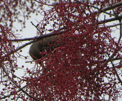 Colaptes auratus