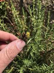 Deinandra minthornii