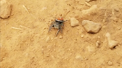 Phidippus insignarius