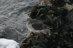 Calidris maritima