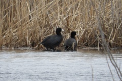 Fulica americana americana