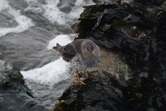 Calidris maritima